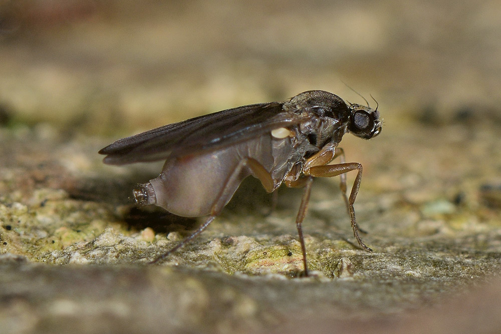 Diptera da id.